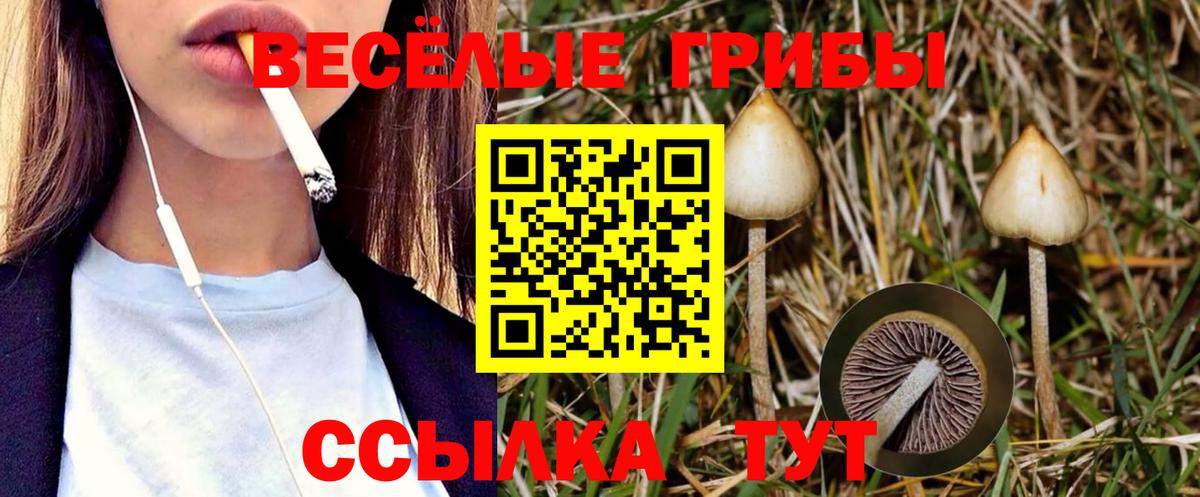 Качканар  даркнет сайт  Вход с VPN  Псилоцибиновые грибы GOLDEN TEACHER  Псилоцибиновые грибы Psilocybe 